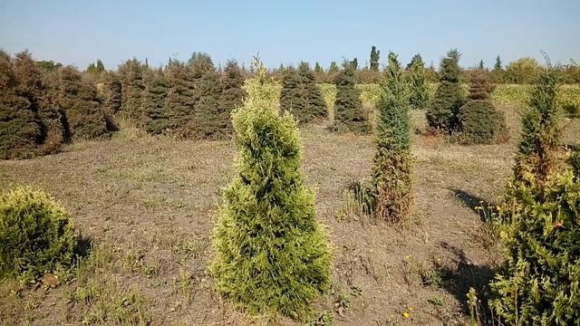 Туя западная "Stolwijk" | Plante.md смотреть онлайн
