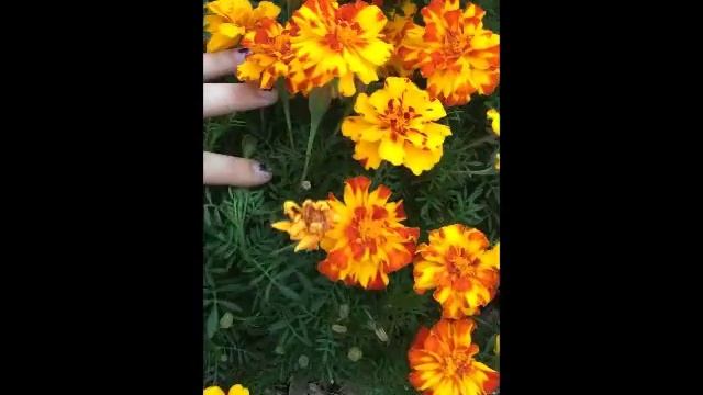 Coreopsis grandiflora [Hort 330] смотреть онлайн