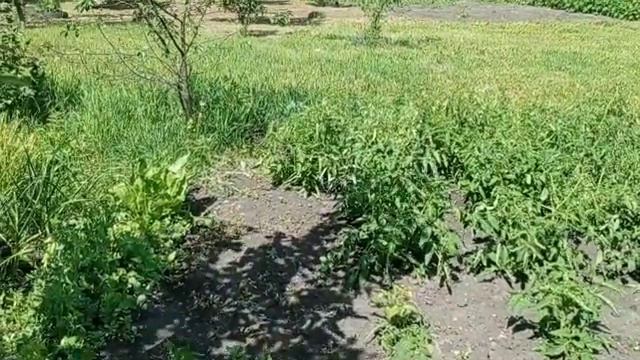 #Обо всём //Магазины, жуки и сирены смотреть онлайн