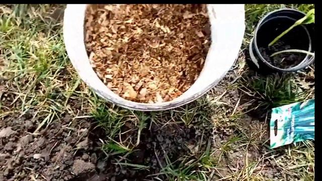 Посадка Рассады Кабачков "ЦУКИННИ БЛЭК" в Открытый Грунт под Ведро. 15 апреля 2021г. смотреть онлайн