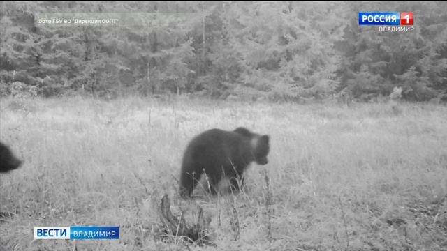 В Клязьминско-Лухском заказнике в фотоловушку попали сразу два медведя смотреть онлайн