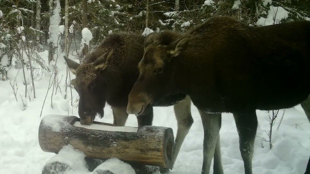 Фотоловушка Bolyguard SG2060-K #26.2 / Солонец №2 смотреть онлайн