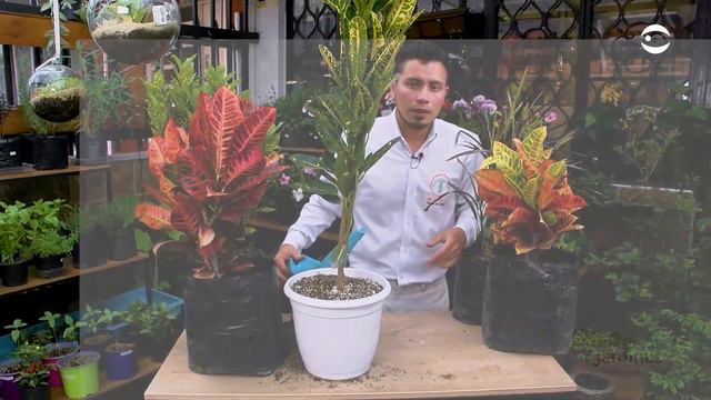 Crotos - Plantas y Jardines en Teleamiga смотреть онлайн