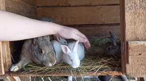 Лучшее средство от кокцидиоза кроликов! Профилактика от кокцидиоза!