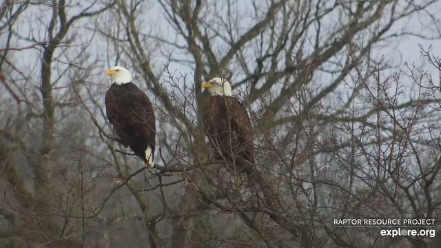 Decorah Eagles. Mom & DM2 on M2 - explore.org 12-20-2021 смотреть онлайн