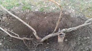 ВИНОГРАД первая обработка. Чем опрыскивать виноград весной. ЖЕЛЕЗНЫЙ КУПОРОС