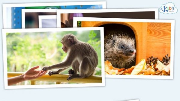 Pets | Learn more about pets for kids | Kids academy