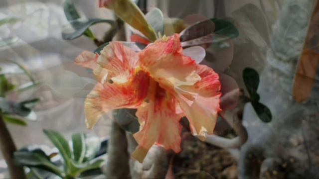 Адениумы Весна 23 смотреть онлайн