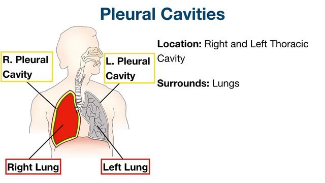 Body Cavities and Membranes: Drawn and Defined [Anatomy Physiology] смотреть онлайн