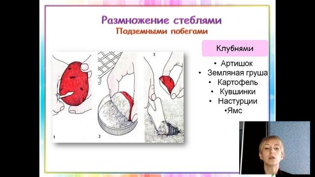 Вегетативное размножение растений смотреть онлайн