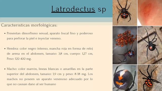 Loxosceles Reclusa, Loxosceles Laeta, Lactrodectus