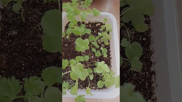 ЧТОБЫ РАССАДА ДЕЛЬФИНИУМА БЫЛА КОМПАКТНАЯ И КУСТИСТАЯ смотреть онлайн