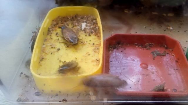 Тараканьи бои. смотреть онлайн