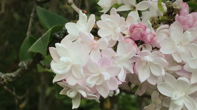 Lilas commun 'Syringa vulgaris' Belle de Moscou' ou 'Krasavitsa Moskvy' Vue de près un blanc givré смотреть онлайн