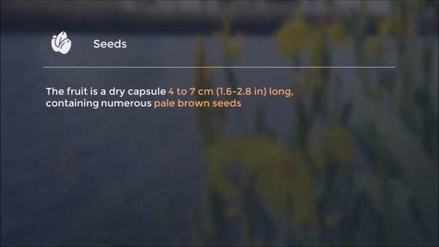 Iris Pseudacorus - (Yellow Iris)