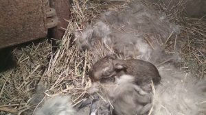 Листопаднички