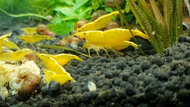 креветки жёлтый неон, гигантская самка Босс. смотреть онлайн