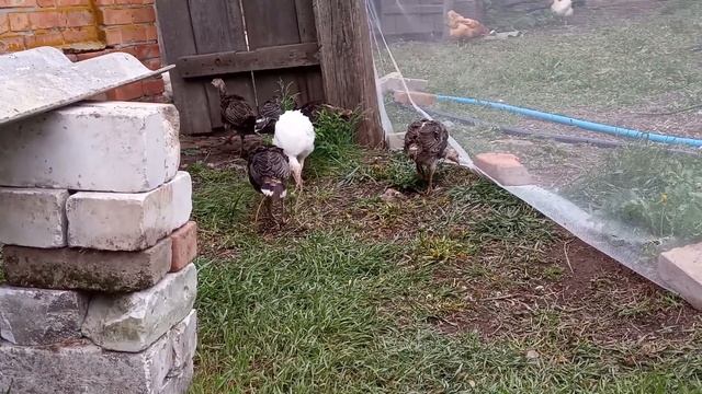 С чего начать разведение индюков.