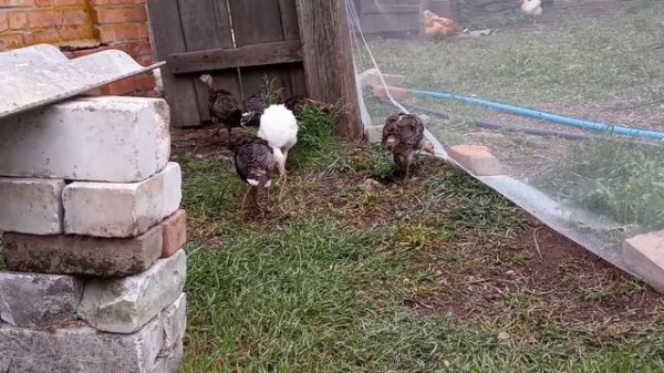 С чего начать разведение индюков.