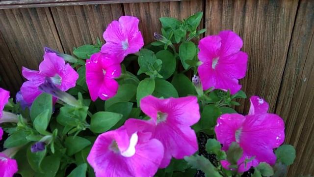 Петуния ФРЕШБЭРРИ! Маленькая многоцветковая красавица! смотреть онлайн