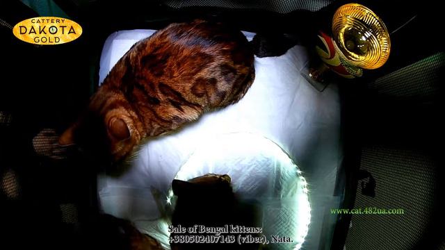 1 Vistavka Koshek Kharkov 2018 Mart Radmir Main Place Dakota Gold Cat Bengal