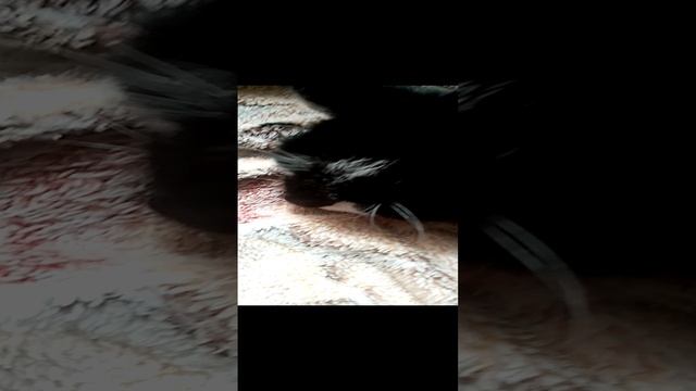 Мой любимый котик. ? смотреть онлайн