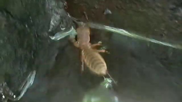 Медведка плывет смотреть онлайн