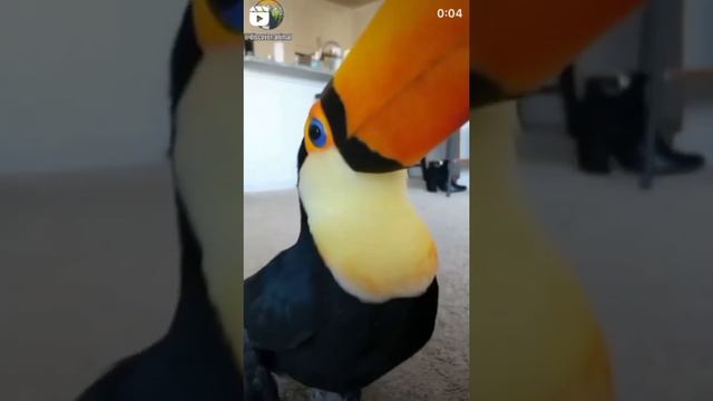 Тукан смотреть онлайн