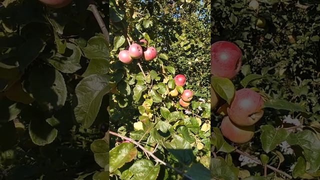 Яблоня Алеся. смотреть онлайн