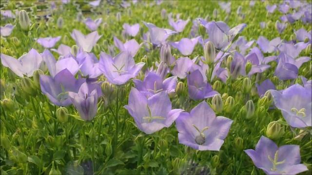Campanula carpatica Avida blue смотреть онлайн