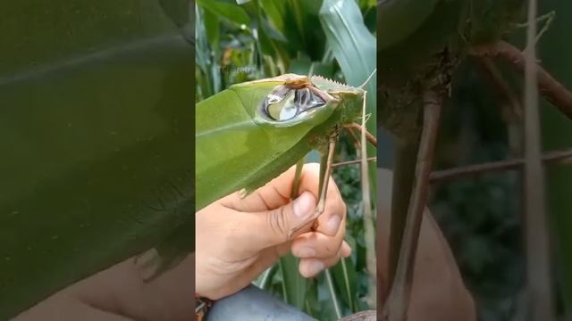 Гигантский длинноногий кузнечик смотреть онлайн