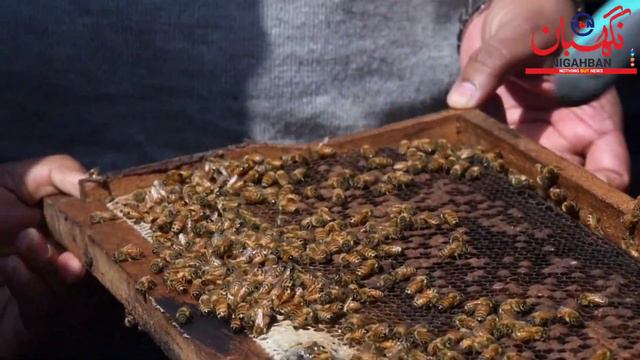 260 Honey Bee Colonies Distributed among Beneficiaries of Block Gund under ABDP смотреть онлайн
