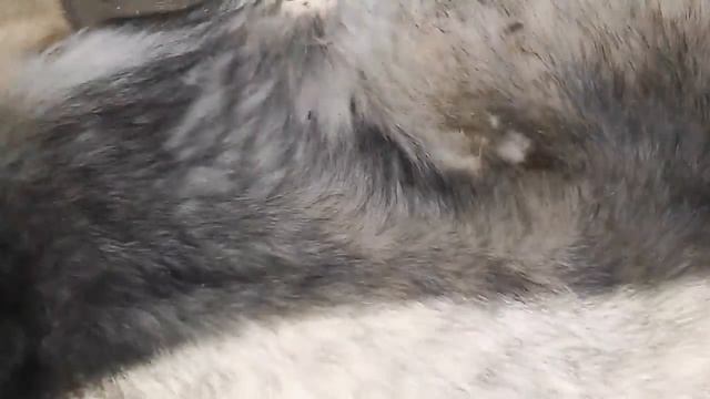 Чума у собак как лечить и что не надо делать новый вирус собак смотреть онлайн
