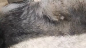 Чума у собак как лечить и что не надо делать новый вирус собак