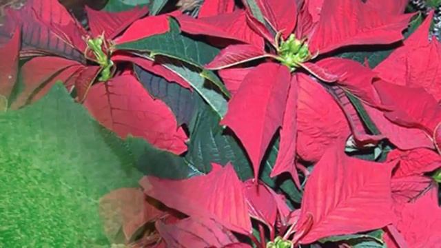 Пуансеттия или Рождественская звезда сбросила листья! Трудности выращивания и способы их решения. смотреть онлайн