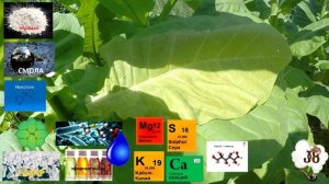 Табак от А до Я -  БЕРЛИ - сорт не нуждающийся в ферментации!