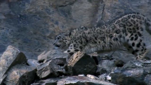 Объясняем 7 странных привычек котов смотреть онлайн