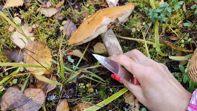 Разнообразие грибов в лесу Карелия 4 октября 2022 смотреть онлайн