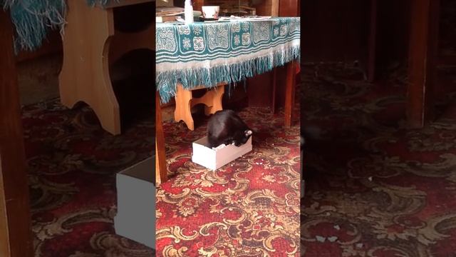 Кот грызет коробку. смотреть онлайн