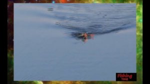 Приманки на щуку Как лооить на волкер:Отчеты о рыбалке.