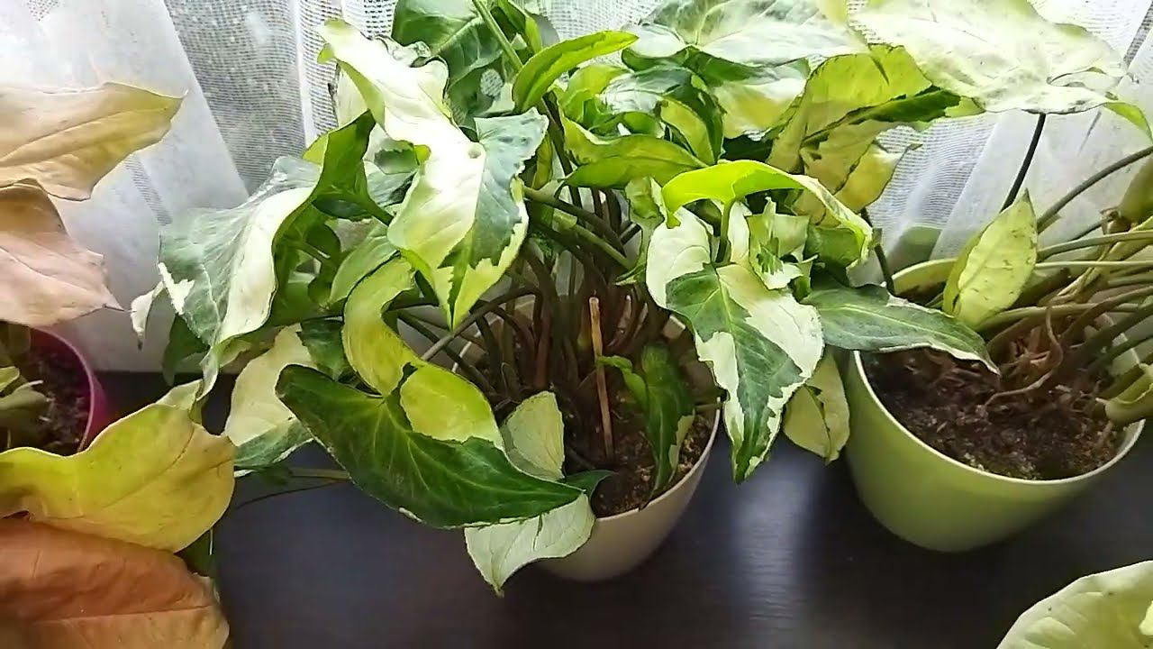 Честный обзор моей коллекции сингониумов, сорта сингониумов как они есть, плюсы и минусы смотреть онлайн