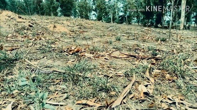 mihaita pitico 😧song 👉Ak maan смотреть онлайн