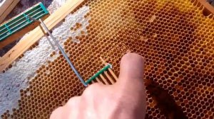 Ответ на вопрос. Когда я сажаю и выпускаю маток в изоляторах Миленина и как его врезаю в рамку.