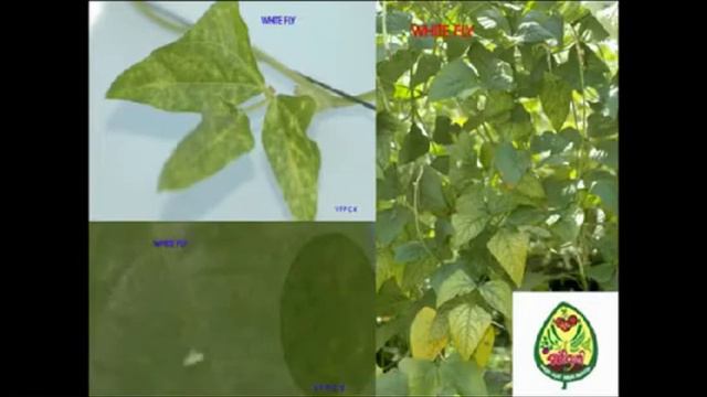 #04 കൃഷിപാഠശാല : പരിസ്ഥിതി സൗഹൃദ പച്ചക്കറി കൃഷി EPISODE- 03 смотреть онлайн