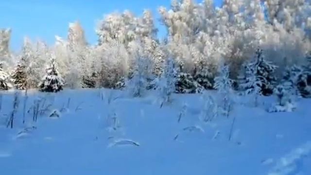 зимний лес в городе богородске фото под музыку павлычев антон смотреть онлайн