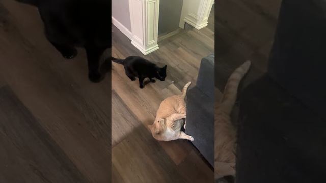 Кусь за бочок смотреть онлайн