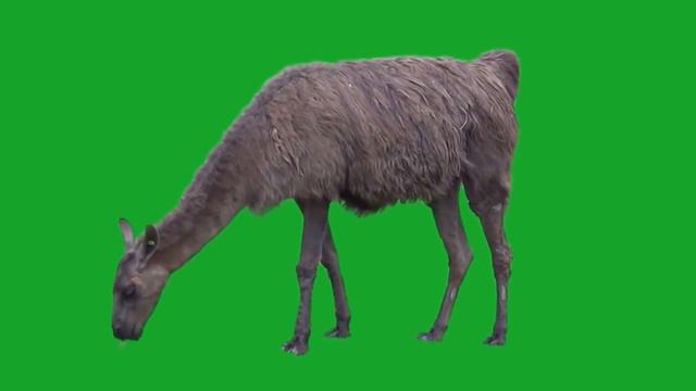 Альпака | alpaca | Хромакей | Футажи для видео | green screen | ФутаЖОР смотреть онлайн