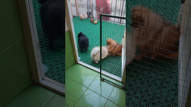 Продажа?Питомник Йорк & Шпиц.Elite Pets,Крым, Евпатория ?Вопросы +79788972514 Доставка возможна ? смотреть онлайн