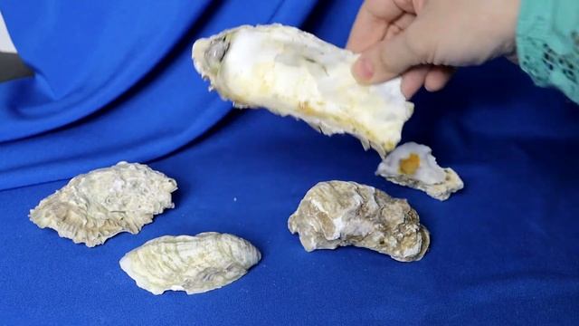 Ракушки Устрицы 400 гр. смотреть онлайн