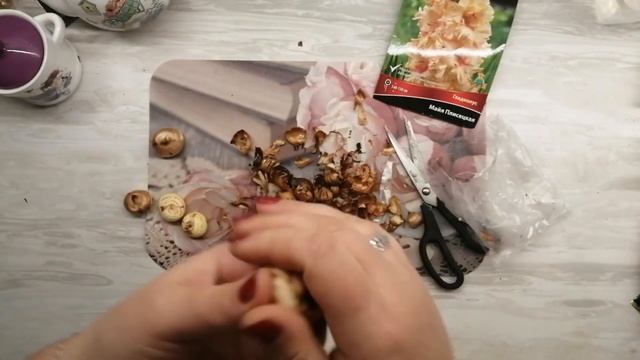 Гладиолус сорта Майя Плисецкая, селекция А. Н. Громова, распаковка из Оби. смотреть онлайн